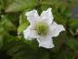 Preview: Brombeere Coolaris® Patio Black - weiße Blüte