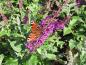 Preview: Sommerflieder Red Chip, Buddleja Red Chip