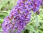 Preview: Blauviolette Blüten des Sommerflieder Reve de Papillon Blue