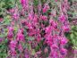 Preview: Der Buschklee blüht üppig mit zahlreichen purpurroten Blüten