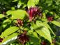 Preview: Calycanthus floridus