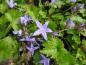 Preview: Campanula poscharskyana Blauranke zur Blütezeit