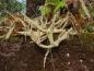 Preview: Castanea sativa