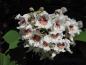 Preview: Weiße Blüten des Trompetenbaums
