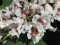 Preview: Große weiße Blüten des Catalpa bignonioides