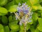 Preview: Blaue Blüten der Säckelblume Yankee Point