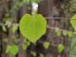 Preview: Lebkuchenbaum - junges Blatt