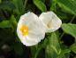 Preview: Cistus x obtusifolius