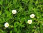 Preview: Cistus x obtusifolius