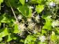 Preview: Weißblühende Waldrebe im Juli
