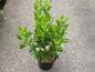 Preview: Clethra alnifolia Hummingbird - Verkaufsware