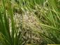 Preview: Cordyline australis als weißer Blütentraum