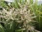 Preview: Blütenrispen der Cordyline australis