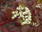 Preview: Hartriegel Siberian Pearls - rote Blätter und weiße Beeren