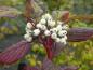 Preview: Hübscher Fruchtstand beim Hartriegel Siberian Pearls