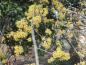 Preview: Japanische Kornelkirsche - gelbe Blüte im Februar