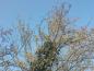 Preview: Japanische Kornelkirsche - gelbblühender Kleinbaum
