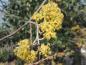 Preview: Dichte gelbe Blütenstände der Japanischen Kornelkirsche