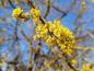 Preview: Gelbe Blüten der Japanischen Kornelkirsche