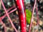 Preview: Cornus alba Sibirica mit roter Rinde