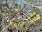 Preview: Gelbe Blüten im März - Kornelkirsche