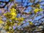 Preview: Gelbe Blüten der Kornelkirsche