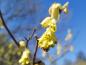 Preview: Niedrige Scheinhasel mit hübschen gelben Blüten