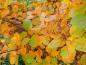 Preview: Perückenstrauch grace mit beginnender Herbstfärbung
