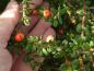 Preview: Dunkelgrüne Blätter und rote Beeren - Kriechmispel Decorus
