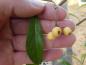 Preview: Cotoneaster watereri Rothschildianus