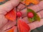Preview: Rote Früchte des Hahnendorns