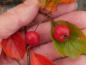 Preview: Hahnendorn - rote Früchte