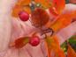 Preview: Bunte Herbstfärbung des Hahnendorns