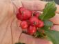 Preview: Sporrhagtorn-hybrid, Crataegus grignonensis