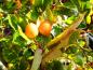 Preview: Unreife Früchte des Apfeldorns