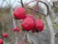 Preview: Rote Früchte des Pflaumenblättrigen Weißdorns