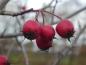 Preview: Pflaumenblättriger Weißdorn mit roten Früchten
