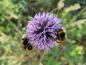 Preview: Blå bolltistel, Echinops ritro