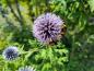 Preview: Blå bolltistel, Echinops ritro