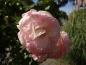 Preview: Rosa Eden Rose®