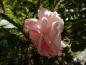 Preview: Rosa Eden Rose®