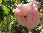 Preview: Rosa Eden Rose®