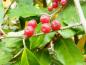Preview: Sehr schöne Fruchtfarbe der Elaeagnus umbellata