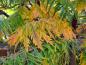 Preview: Das gefiederte Laub des Essigbaums Tiger Eyes färbt sich langsam orange