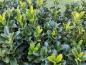 Preview: Japansk benved Green Rocket, Euonymus japonicus Green Rocket