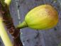 Preview: Heranwachsende Frucht der Ficus carica Bornholms Diamant