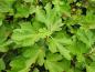 Preview: Ficus carica Desert King