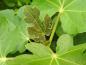 Preview: Ficus carica Madeleine des deux Saisons
