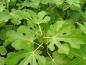 Preview: Ficus carica Madeleine des deux Saisons