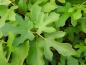 Preview: Ficus carica Osborn Prolific